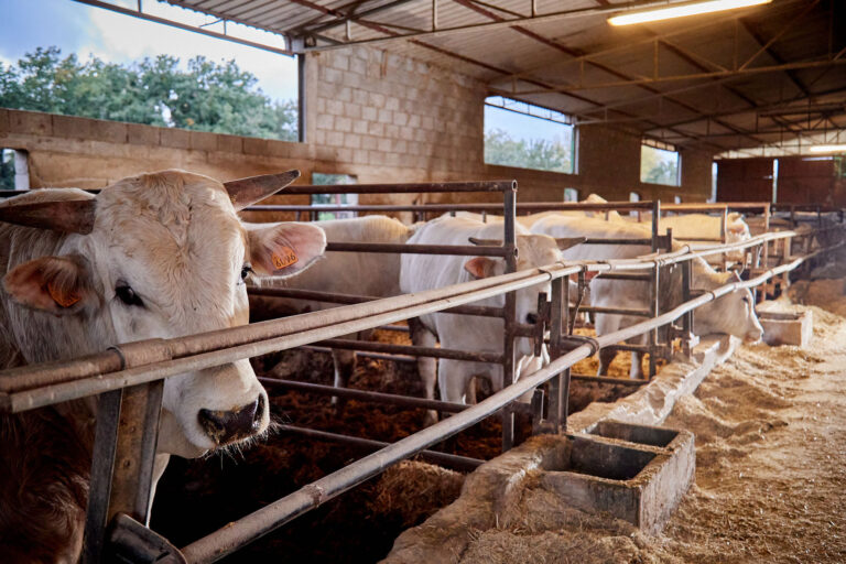 macelleria marcoli pienza